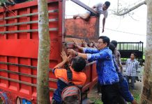 Bulukumba Jadi Daerah Pemasok Ternak Sapi, Wabup Lepas 46 Sapi Qurban ke Kalimantan