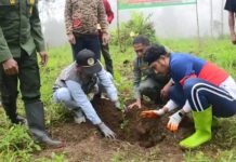 Bupati Sinjai Tanam Bibit Kopi dan Pinus di Desa Barania