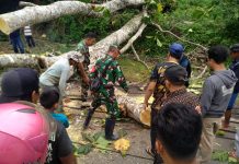 Pohon Tumbang Tutupi Jalan di Sinjai, Arus Lalulintas Sempat Lumpuh