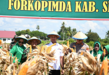 Forkopimda Panen Jagung Program Ketahanan Pangan dari Kodim 1424 Sinjai