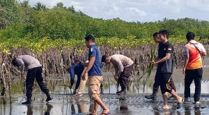 Sambut HUT Humas Polri ke-72, Polres Sinjai Tanam Bibit Mangrove di Desa Panaikang
