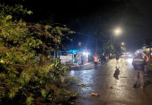 Akibat Hujan Deras dan Angin Kencang Pohon di Sinjai Tumbang Ke jalan, Kepala BPBD Himbau Masyarakat Waspada