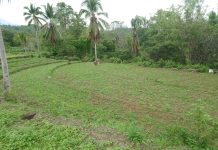 Ribuan Petani di Sinjai “Terlantar” Tak Mendapatkan Pupuk Bersubsidi