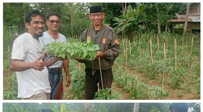 Tani Merdeka Indonesia Sinjai Bagikan Bibit Cabai untuk Tekan Inflasi