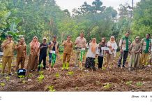 Tani Merdeka Sinjai Luncurkan Penanaman Seribu Pohon Pepaya California, Dukung Ketahanan Pangan dan Program Makan Bergizi
