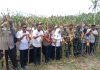 Bupati Sinjai Hadiri Panen Jagung Hibrida di Sinjai Tengah, Apresiasi Produktivitas Petani