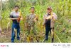 DPD Tani Merdeka Indonesia Sinjai Panen Jagung, Dorong Ketahanan Pangan dan Kesejahteraan Petani