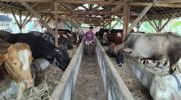 Bisnis Hewan Kurban Jelang Idul Adha Menggiurkan, Peternak Muda Lebak Catat Omzet Naik Signifikan