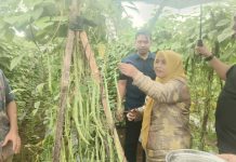 Bupati Sinjai Panen Perdana Buncis Bersama Petani di Sinjai Barat, Apresiasi Inovasi Pola Tanam Berkelanjutan