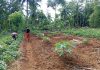 Petani Sinjai Kembangkan Pepaya California untuk Program MBG, Diharapkan Dorong Kesejahteraan Petani
