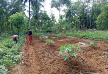 Petani Sinjai Kembangkan Pepaya California untuk Program MBG, Diharapkan Dorong Kesejahteraan Petani